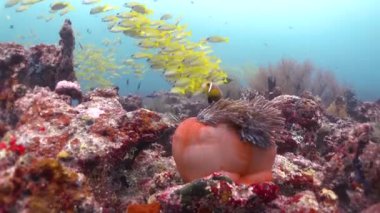 Mercan kayalıkları suyun altında. Denizin dibindeki küçük, güzel resif balıkları sürüsü..