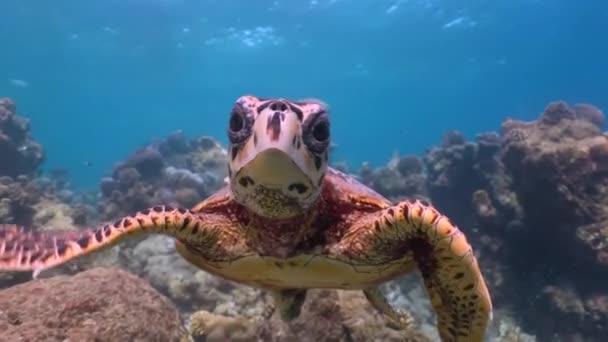 Želva Hawksbill Plave Blízko Potápěče Dívá Kameru — Stock video