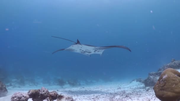 Manta Ray Tocando Aguas Poco Profundas Del Arrecife Vista Lateral — Vídeos de Stock