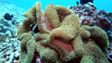  Mercan kayalıkları suyun altında. Denizin dibindeki küçük, güzel resif balıkları sürüsü..