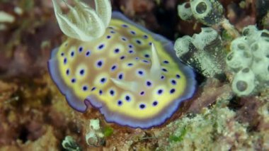 Çamur dalışı sırasında tam kare halinde küçük renkli bir çıplak dal görüntüsü