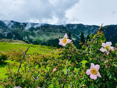 Bulutlar Vadisi 'ndeki Desan Meadows Dağı' nın tepesindeki Blur View 'daki Çiçekler üzerine seçici bir odak noktası