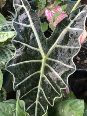 Büyüyecek muhteşem bir Alocasia.