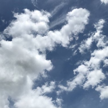 Tam o anda, kabarık bir bulut ortaya çıktı..