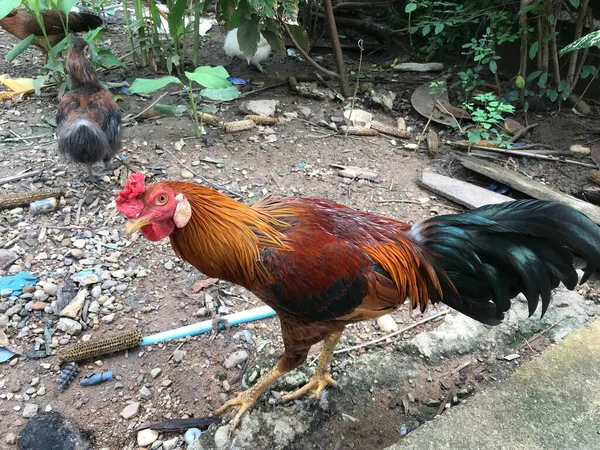 Ketika Kita Membuat Kontak Mata Dengan Ayam — Stok Foto