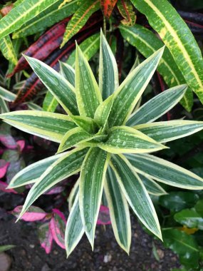 Güzel çiçek yakın plan fotoğrafı..