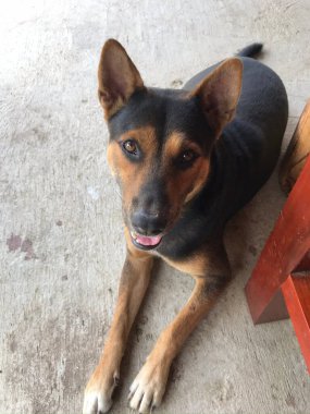 Köpeğim ziyafet istiyor..