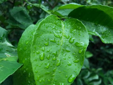 Yeşil yapraklı su damlacıkları.