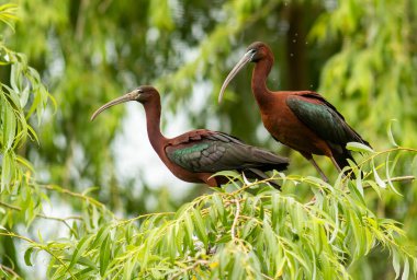 Ağacın üzerinde yetişkin bir Ibis