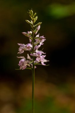 Çuval taşıyan Orkide (Dactylorhiza saccifera) doğal yaşam alanında