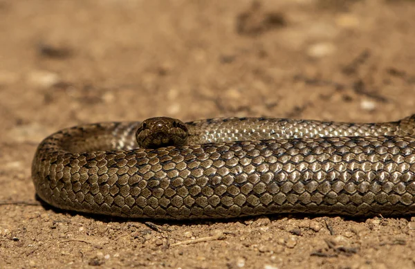 Гладкая Змея Coronella Austriaca Естественной Среде Обитания — стоковое фото
