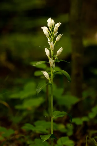 Large White Helleborine Cephalanthera Damasonium — Stock Photo, Image