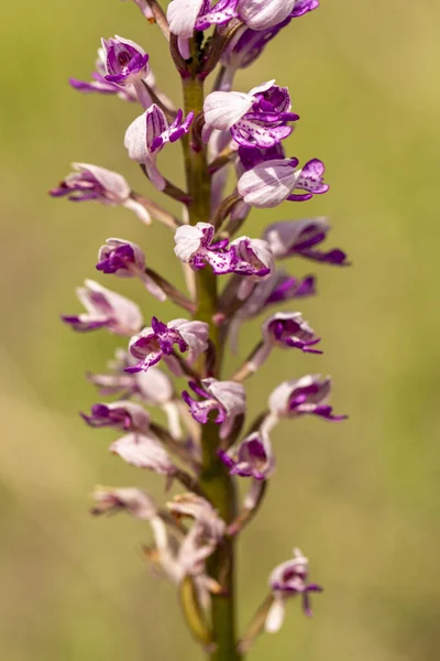 Military Orchid Orchis Militaris — Stock Photo, Image