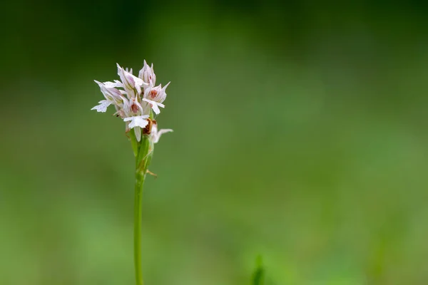 Three Toothed Orchid Orchis Tridentata Natural Habitat — Stock Photo, Image