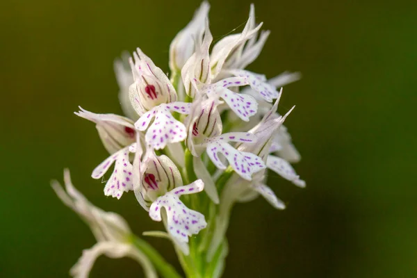 Three Toothed Orchid Orchis Tridentata Natural Habitat — Stock Photo, Image