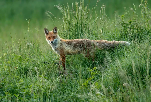 Червона Лисиця Природному Середовищі — стокове фото