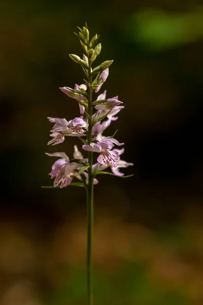 Sack Bearing Orchid Dactylorhiza Saccifera Natural Habitat — Stock Photo, Image
