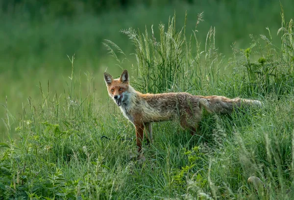 Red Fox Natuurlijke Habitat — Stockfoto