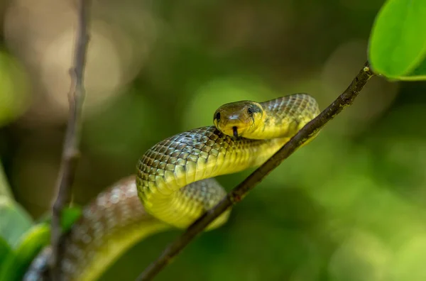 Aesculapian Snake Zamenis Longissimus Natural Habitat — Stock Photo, Image