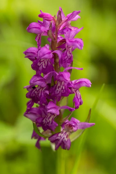 心形沼泽兰花 Dactylorhiza Cordigera — 图库照片