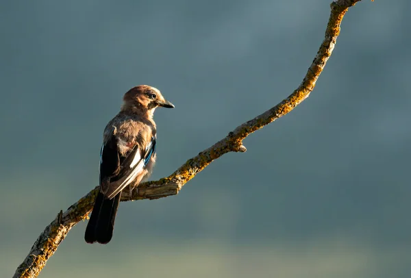 Lesní Pták Jay Garrulus Glandarius — Stock fotografie