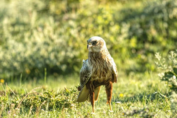 Erkek Marsh Harrier Yerde Oturuyor — Stok fotoğraf
