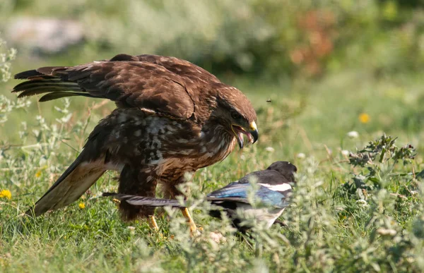 지에서 일반적인 독수리 — 스톡 사진