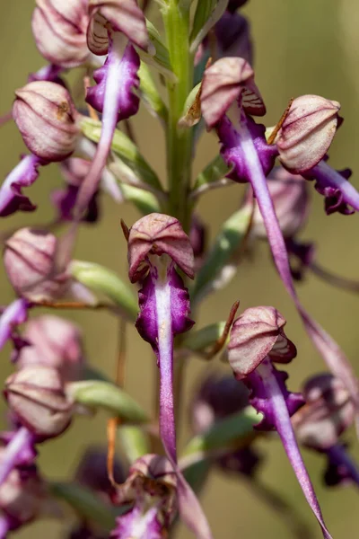 Lizard Orchid Himantoglossum Jankae Natural Habitat — Stock Photo, Image