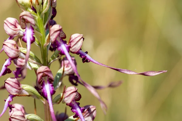 Lizard Orchid Himantoglossum Jankae Natural Habitat — Stock Photo, Image