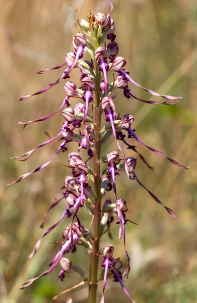 天然栖息地的兰花 Himantoglossum Jankae — 图库照片