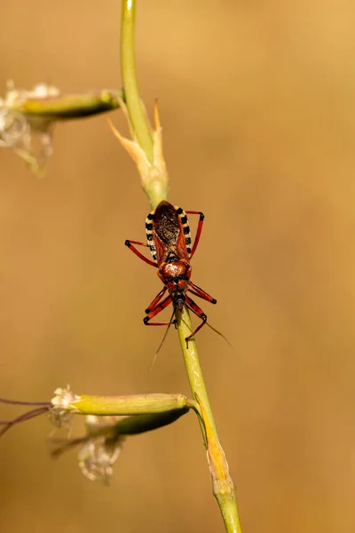 Punaise Pattes Filetées Rhynocoris Iracundus Dans Habitat Naturel — Photo