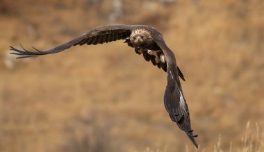 Açık kanatlı Uçan Altın Kartal