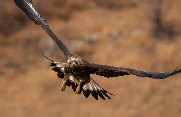 날개를 날으는 검독수리 — 스톡 사진