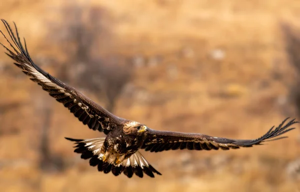 Летящий Беркут Открытыми Крыльями — стоковое фото