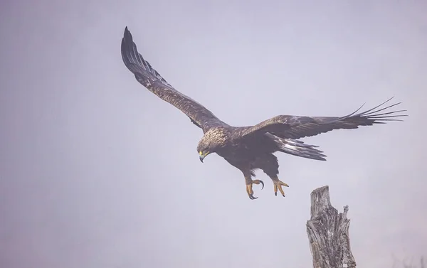 Flying Golden Eagle Met Open Vleugels — Stockfoto