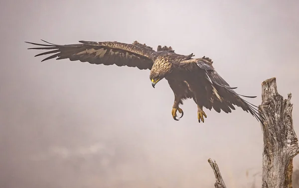 นกอ นทร ทองบ วยป กเป — ภาพถ่ายสต็อก
