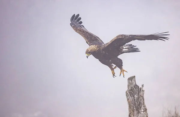 Літаючий Золотий Орел Відкритими Крилами — стокове фото