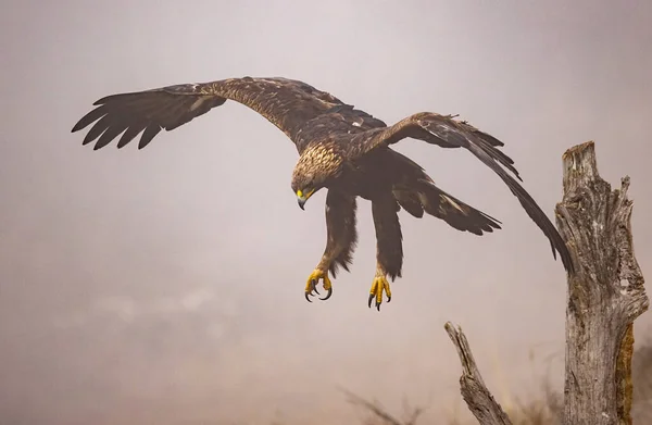 Літаючий Золотий Орел Відкритими Крилами — стокове фото