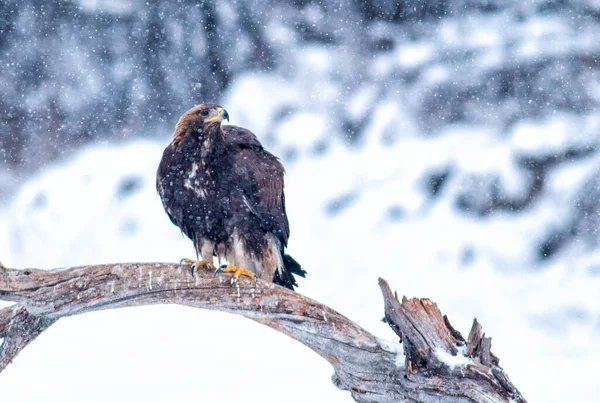 一只金鹰坐在山野上的巨大的支撑物上 — 图库照片