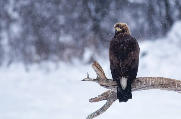 一只金鹰坐在山野上的巨大的支撑物上 — 图库照片
