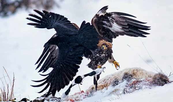 Golden Eagle Attaking Prey — Stock Photo, Image
