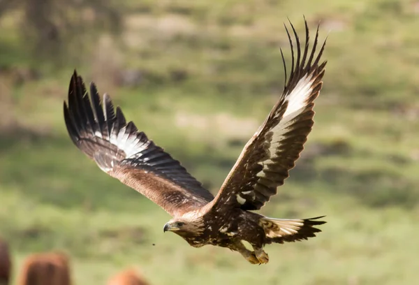 Águila Dorada Voladora Con Alas Abiertas — Foto de Stock