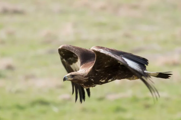 Águila Dorada Voladora Con Alas Abiertas —  Fotos de Stock