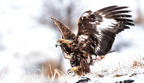 Golden Eagle Attaking Prey — Stock Photo, Image
