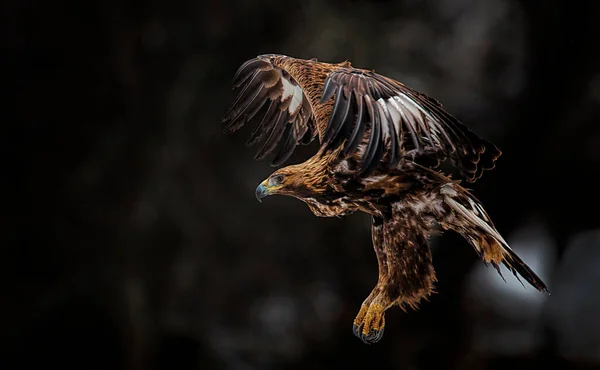 날개를 날으는 검독수리 — 스톡 사진