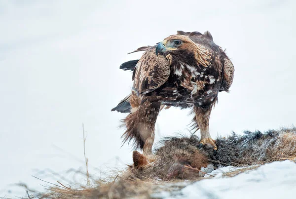 먹이를 독수리 — 스톡 사진