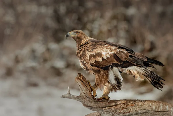 Golden Eagle Sitting Huge Bracnh Mountain Field — Stock Photo, Image