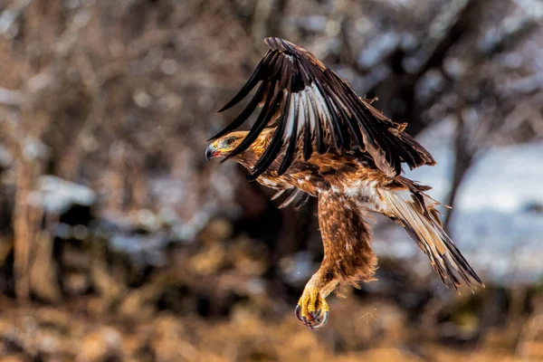 Águia Dourada Voadora Com Asas Abertas — Fotografia de Stock