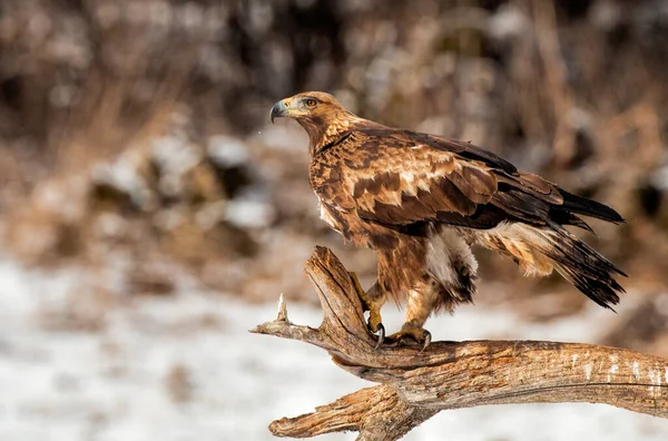 Een Golden Eagle Zittend Reusachtige Bracnh Berg Veld — Stockfoto