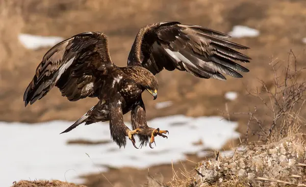 Flying Golden Eagle Open Wings — Stock Photo, Image